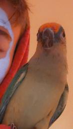 Conure couronnée 9mois avec volière et jeux, Animaux & Accessoires, Autres accessoires pour animaux, Enlèvement