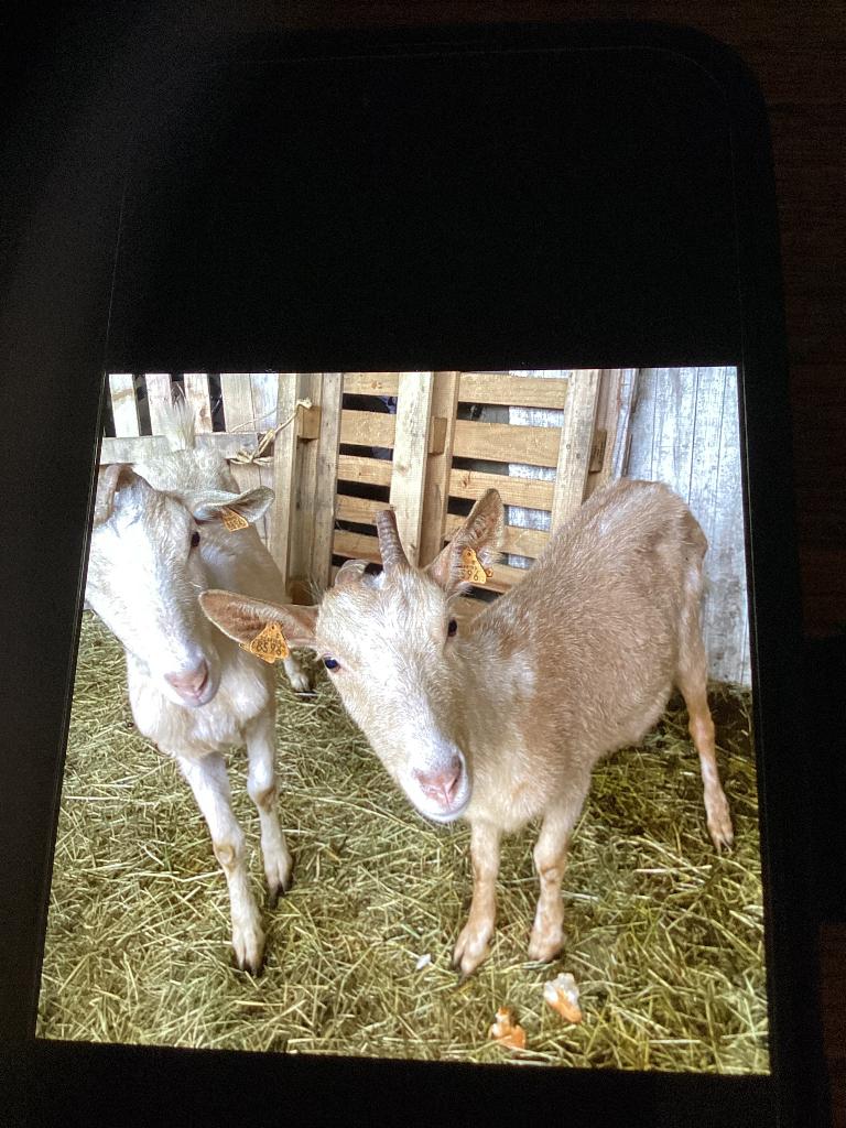 Grandes chèvres, Animaux & Accessoires, Femelle, Chèvre, 0 à 2 ans