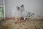 kleurpostduiven, Animaux & Accessoires, Oiseaux | Pigeons, Pigeon voyageur