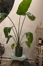 Bananenplant (Strelitzia Nicolai) 160cm hoog, groene pot., Groene kamerplant, Ophalen, 150 tot 200 cm