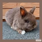 raszuiver Kleurdwergje in bruin-bont, Dieren en Toebehoren, Konijnen