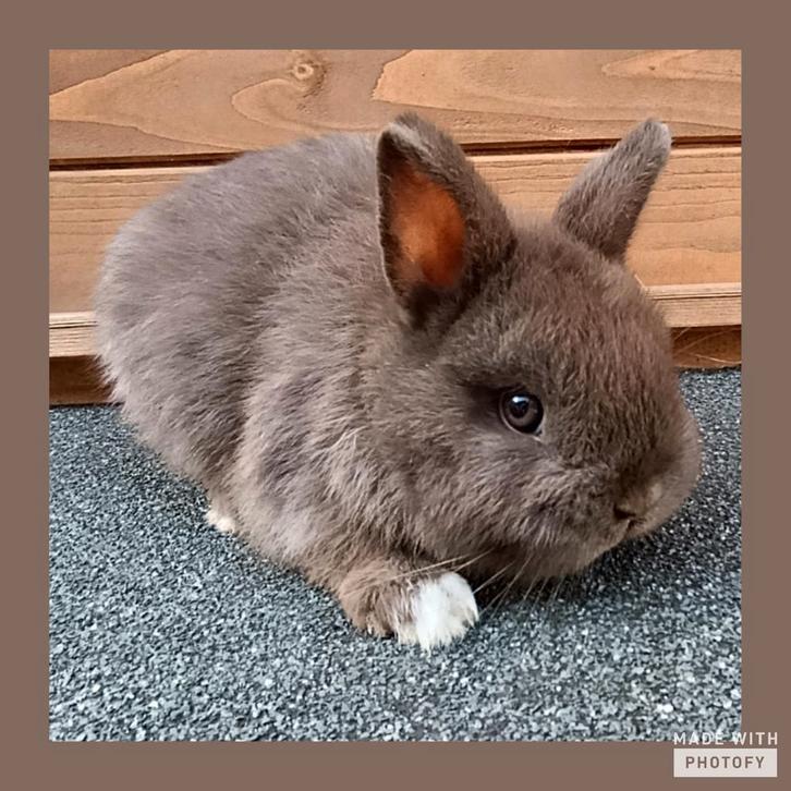 raszuiver Kleurdwergje in bruin-bont, Dieren en Toebehoren, Konijnen
