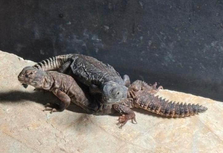 Uromastyx dispar flavifasciata 0.0.2 (poss 1.1.0), Dieren en Toebehoren, Reptielen en Amfibieën, Hagedis, 0 tot 2 jaar, Tam