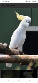 Zoekt grote geelkuifkaketoe