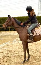 Cool 5j jument, Jument