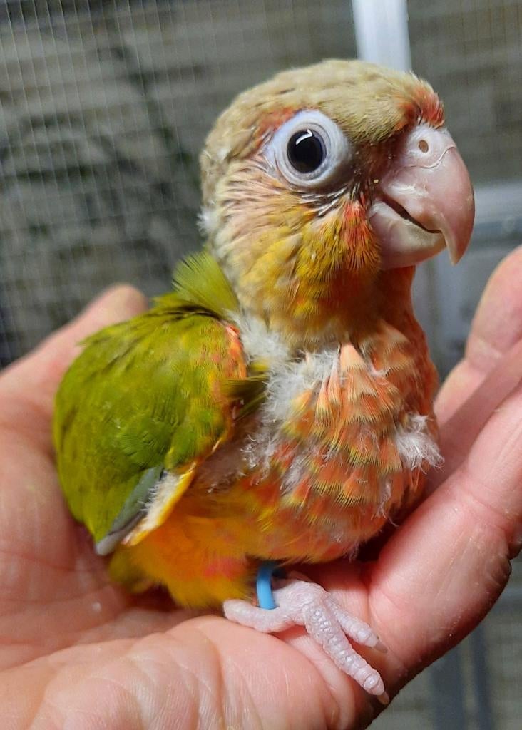 Conures molinae eam(pyrrhura)