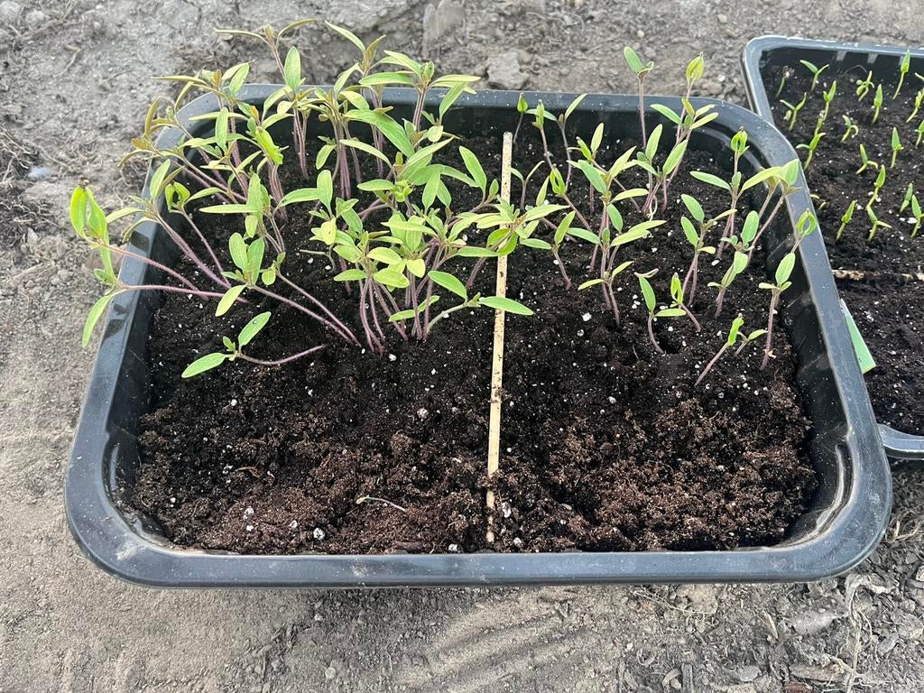 Stekjes paprika / tomaat, Ophalen