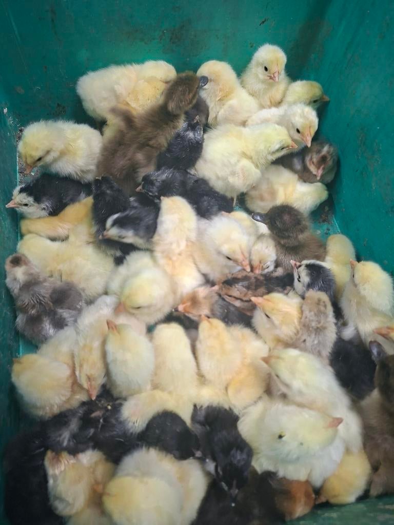 Kuikens poule de bresse, Geslacht onbekend, Kip