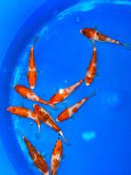 Sakazume Tosai 13-16 cm, Carpe ou Koï