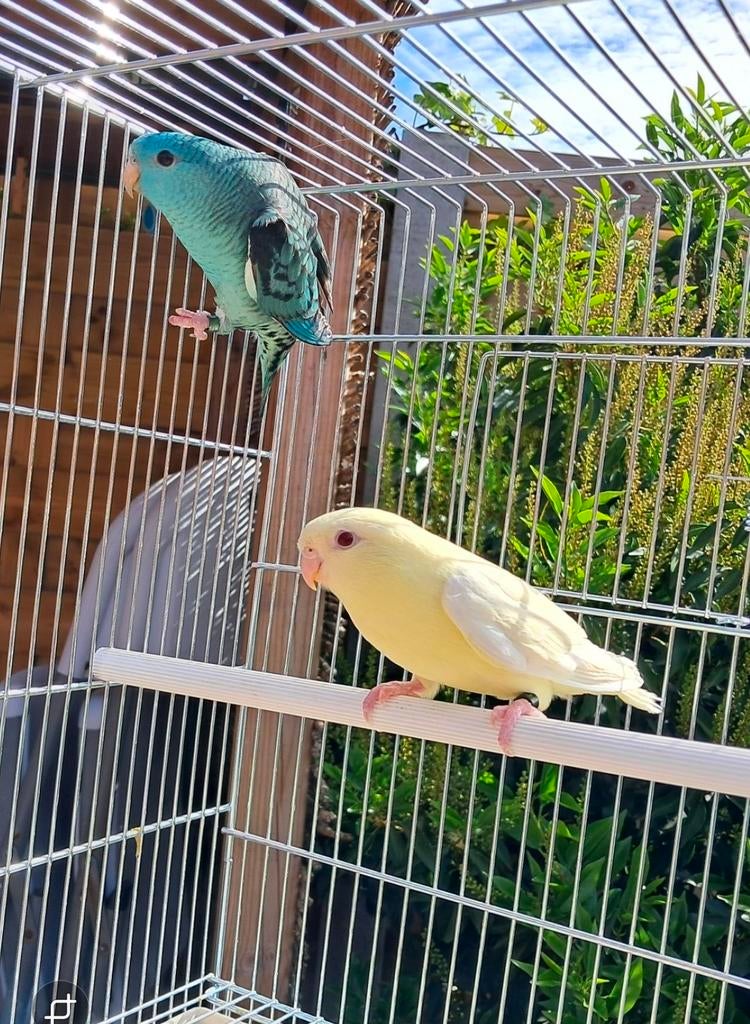 Catharina parkieten, Geringd