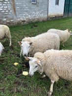 schapen, Dieren en Toebehoren, Meerdere dieren, Schaap, 0 tot 2 jaar