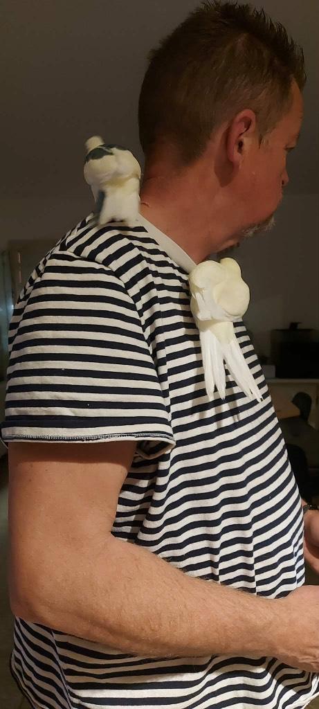 Tamme Kakariki’s, Dieren en Toebehoren, Meerdere dieren, Parkiet, Pratend