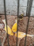 3 kanaries, Dieren en Toebehoren, Vogels | Kanaries