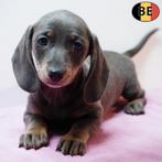 Teckel à poil court - adorables chiots belges à vendre, Commerçant, Poils courts, 8 à 15 semaines, Plusieurs