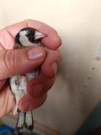 Femelle parva, Animaux & Accessoires, Oiseaux | Oiseaux Autre, Femelle