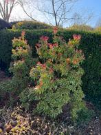 Struik of boompje, Tuin en Terras, Planten | Struiken en Hagen, Ophalen, Struik