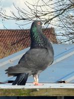 Jiennense, Plusieurs animaux, Autres espèces