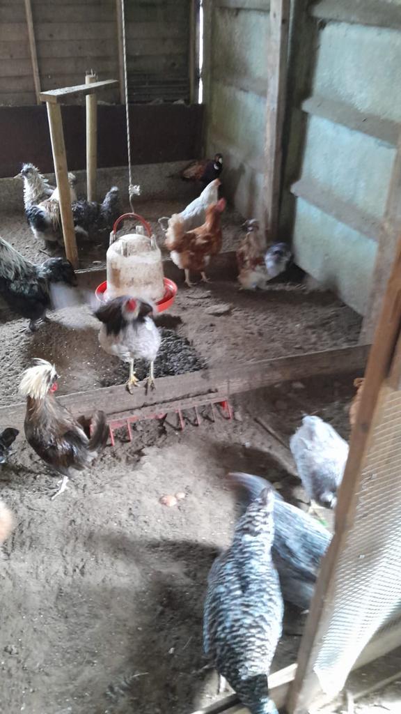 Verschillende hanen te koop, Dieren en Toebehoren, Pluimvee, Meerdere dieren, Kip