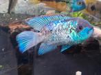 Maxi Electric blue acara (andinoacara pulcher var electric), Dieren en Toebehoren, Vissen | Aquariumvissen, Vis, Zoetwatervis