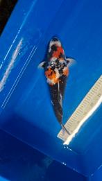 Prachtige ginrin showa