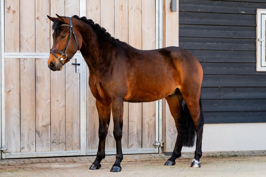 Toppertje 4-jarige D-pony ruin van Riddersholm Salem X Dusty, Dieren en Toebehoren, Pony's, Ruin, 3 tot 6 jaar, D pony (1.37m tot 1.48m)