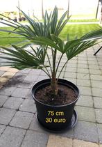 Palmiers Trachycarpus, Enlèvement, Été, En pot, Plein soleil