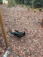 Broedeieren barberie eenden, Dieren en Toebehoren, Pluimvee, Eend