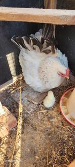 Chabo, Dieren en Toebehoren, Pluimvee