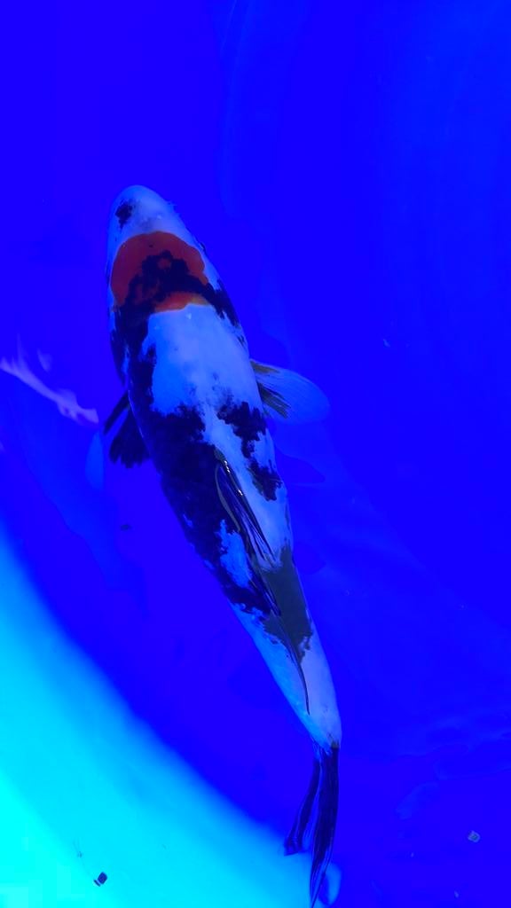 Tancho showa, Dieren en Toebehoren, Vissen | Vijvervissen