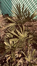 Te koop zelfgekweekte palmbomen, Tuin en Terras, Planten | Tuinplanten, Ophalen