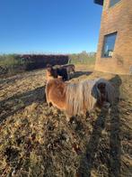 Leuk sociaal hengstje aangeboden, Dieren en Toebehoren, Pony's, Hengst
