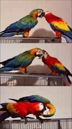 Koppel Ara’s 2024/2025, Dieren en Toebehoren, Meerdere dieren, Papegaai, Geringd