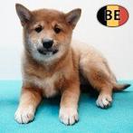 Shiba Inu, reuen - Belgische pups te koop, Parvo, België, 8 tot 15 weken, Meerdere