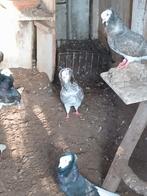 kapucijn duiven 10 Euro per stuk, Animaux & Accessoires, Oiseaux | Pigeons