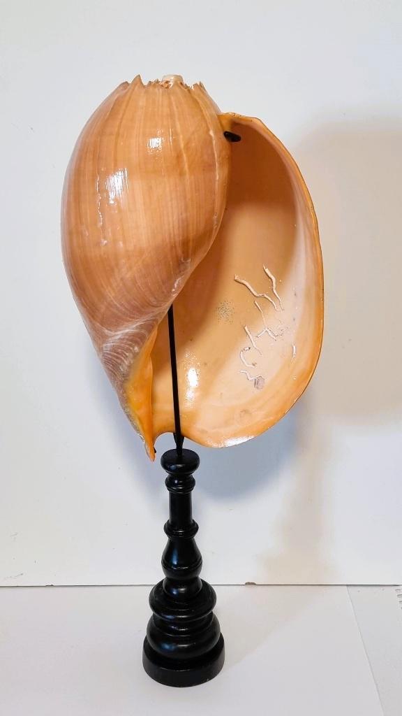 Grande coquille de melon/coquille de melon sur support., Collections, Collections Animaux, Comme neuf, Autres types, Autres, Enlèvement ou Envoi