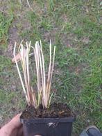 Pennesethum - graminées ornementales, Jardin & Terrasse, Plantes | Jardin, Enlèvement, Graminées ornementales