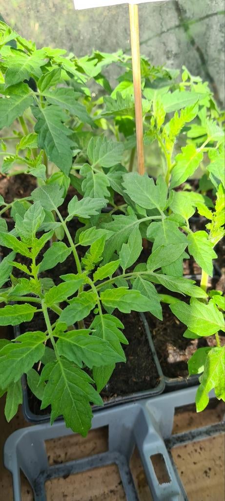15 VERSCHILLENDE SOORTEN TOMATENPLANTEN. AFGEHARD., Tuin en Terras, Planten | Fruitbomen, Ophalen