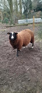 Schaap bok . ., Dieren en Toebehoren, Schaap
