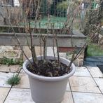 Grote meerjarige struik Roze + GRATIS Irissen, Jardin & Terrasse, Plantes | Arbustes & Haies, Enlèvement, Autres espèces, Arbuste