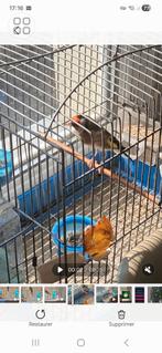 Chardonneret parva maître de chant