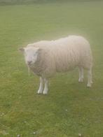 Mouton, Animaux & Accessoires, Mouton