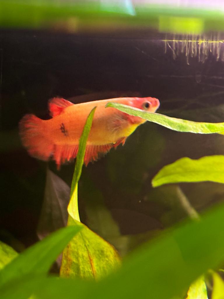 Jonge beta vis (kempvis), Dieren en Toebehoren, Vis, Zoetwatervis