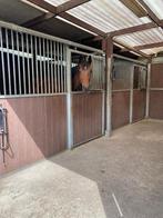 Lege stal, Dieren en Toebehoren, Weidegang