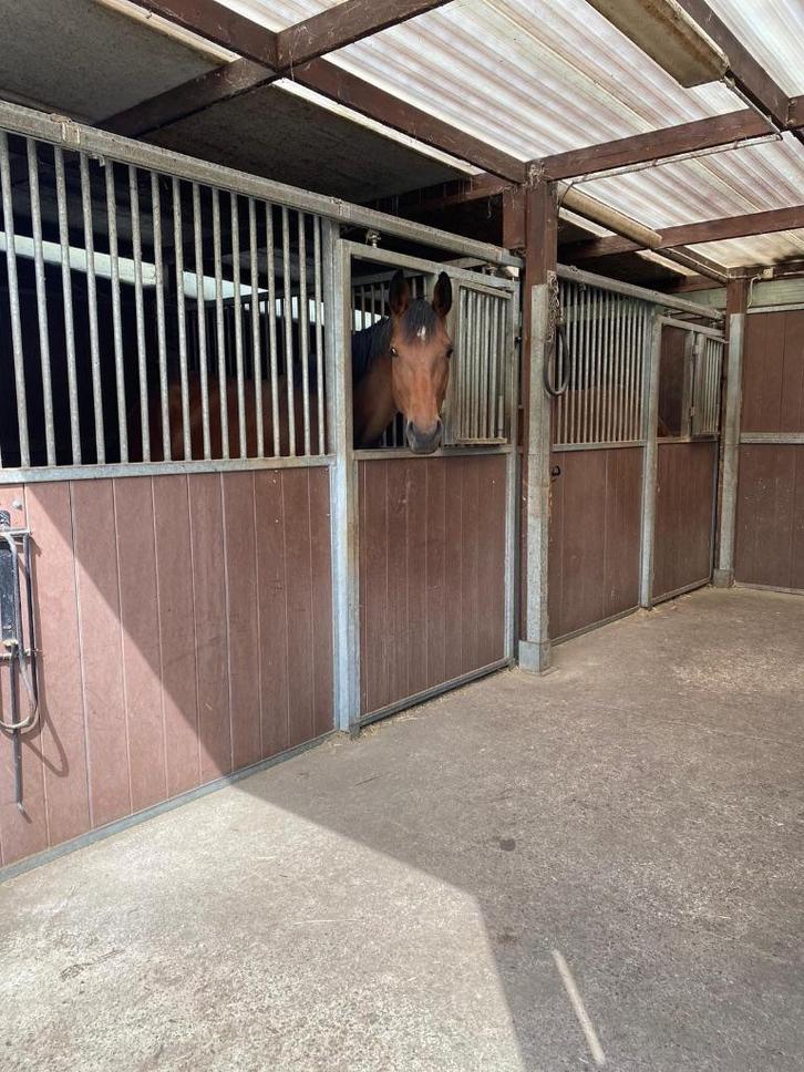 Lege stal, Animaux & Accessoires, Box & Pâturages, Mise à l'étable, Pâturage