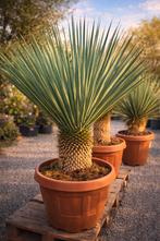 Yucca Rostrata - palmlelie, Enlèvement