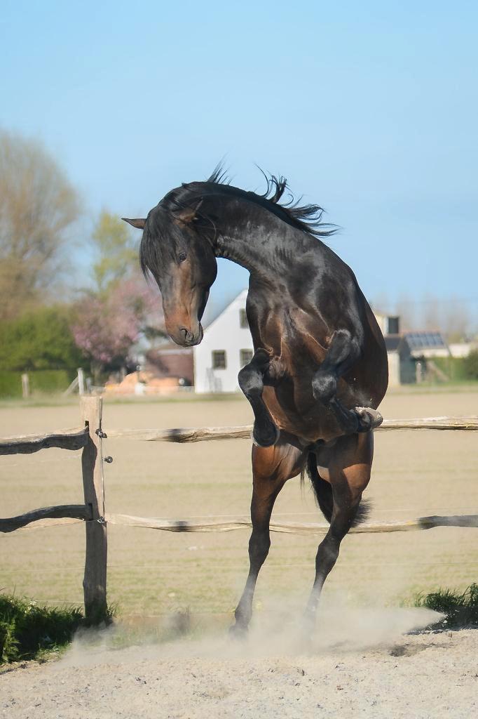PRE ter dekking -Bien de Scuderia- zoon van Poeta de Susaeta, Dieren en Toebehoren, Paarden, Hengst, Niet van toepassing, 160 tot 165 cm