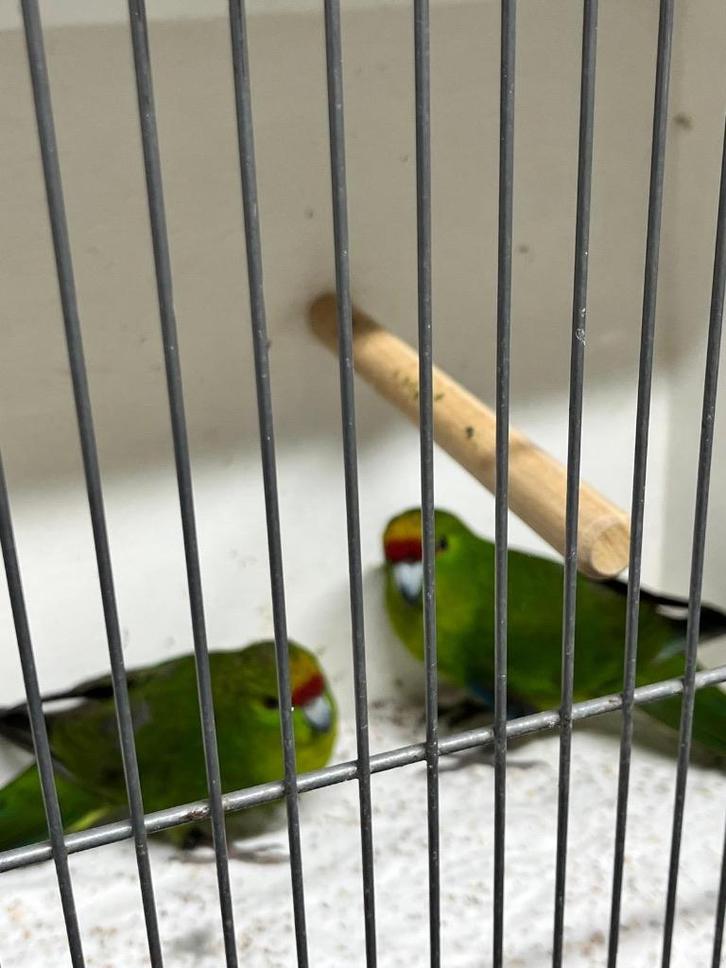 Kakarikies, Animaux & Accessoires, Oiseaux | Perruches & Perroquets