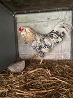 Zanghanen, Dieren en Toebehoren, Pluimvee