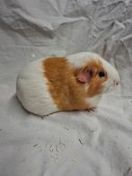 Bonte cavia knuffel zeug, Dieren en Toebehoren, Knaagdieren, Januari, Vrouwelijk, Cavia