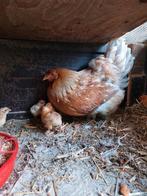 Kloek met 5 kuikens, Plusieurs animaux, Poule ou poulet